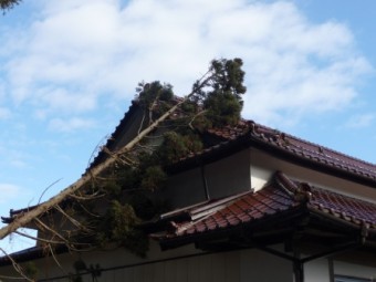倒木で瓦が