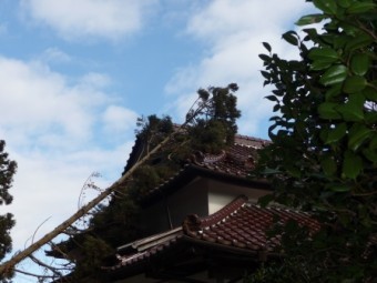 倒木で瓦が