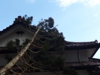 倒木で瓦
