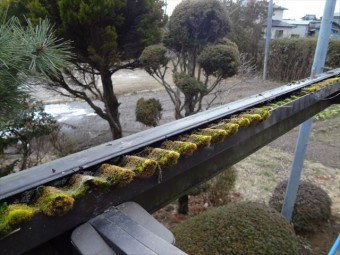 テラス屋根小波ポリカ軒先雨樋ごみ
