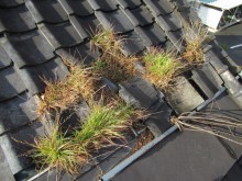 雑草が生い茂る粘土下地