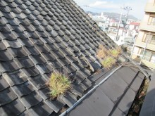 草が生えた粘土下地