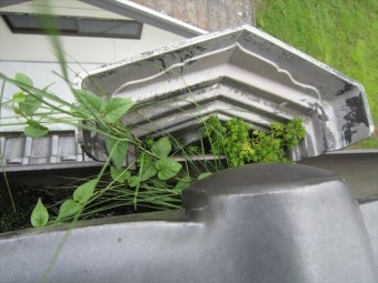 溜まった土から雑草が生えた集水器