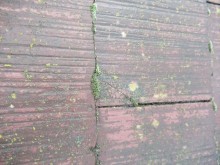 苔の生えたコロニアル