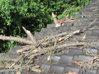 松の木が屋根に刺さる