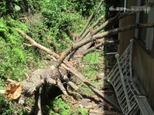 台風による倒木
