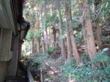 お宅に迫る裏山の杉
