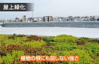屋上緑化