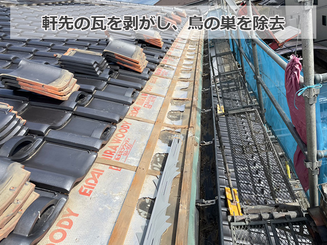 鳥の巣を除去